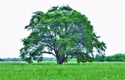 楡樹|ニレの木を見分ける 3つの方法